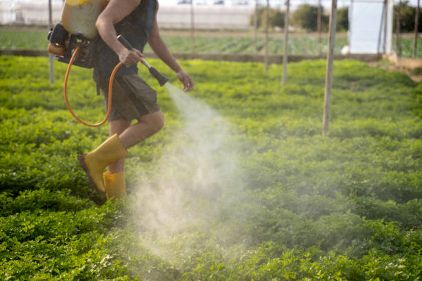 Best Flea Control Services  in Gorman, TX