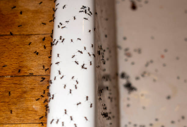 Best Rat Extermination Near Me  in Gorman, TX