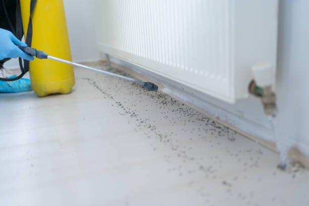 Best Wasp Removal Services  in Gorman, TX