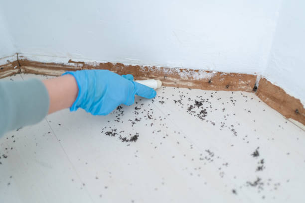 Best Pest Control Near Me in Gorman, TX